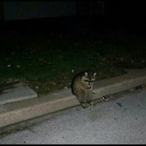 Meet your Posher, Levi